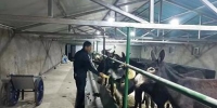 【新春走基层】却藏黑驴养殖场的“新年礼物” - Qhnews.Com