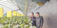 【迎接全国两会】小草莓托起千万元大产业 - Qhnews.Com