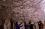 山水化隆第七届杏花文化艺术周将于4月4日启幕 - Qhnews.Com