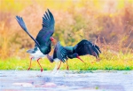 黑鹳重返青海互助南门峡国家湿地公园 - Qhnews.Com