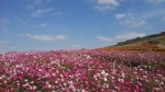 天高云淡看花海，醉美乡村上山庄 - 青海热线