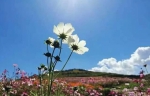 天高云淡看花海，醉美乡村上山庄 - 青海热线