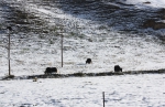 青海多地6月飞雪 气象专家：高原地区属正常 - Qhnews.Com